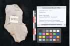 Foto (Objekt + Etikett) von Plantae indet.  (NHMW-GEO-2024-0188-10175)